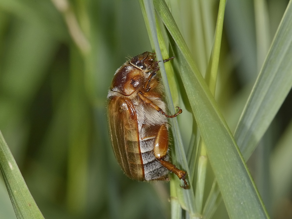 Amphimallon solstitiale?